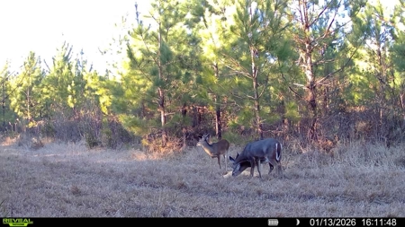 Hunter's Paradise for Sale in Eastern NC - image 5