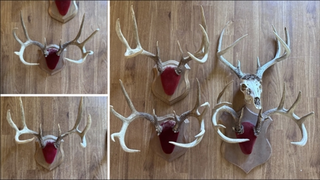 Driftless Trophy Whitetail Legacy Farm – Proven Big Buck Property - image 49