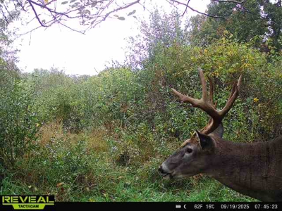 Driftless Trophy Whitetail Legacy Farm – Proven Big Buck Property - image 22