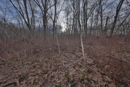 Driftless Trophy Whitetail Legacy Farm – Proven Big Buck Property - image 18