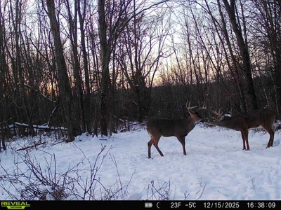 Driftless Trophy Whitetail Legacy Farm – Proven Big Buck Property - image 3