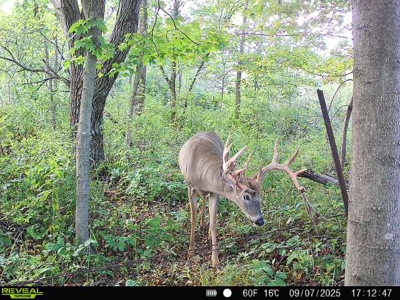 Driftless Trophy Whitetail Legacy Farm – Proven Big Buck Property - image 21