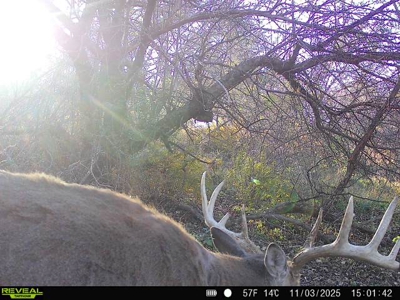 Driftless Trophy Whitetail Legacy Farm – Proven Big Buck Property - image 2
