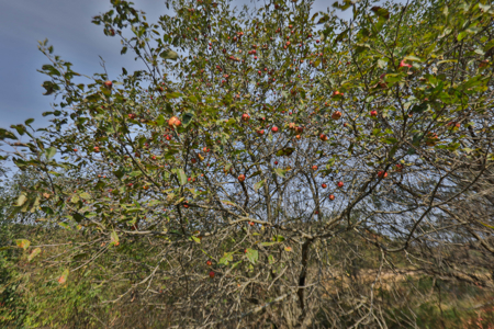 Driftless Trophy Whitetail Legacy Farm – Proven Big Buck Property - image 24