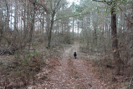 75 Acre Creekfront Property For Sale Lincoln County Mississippi - image 6