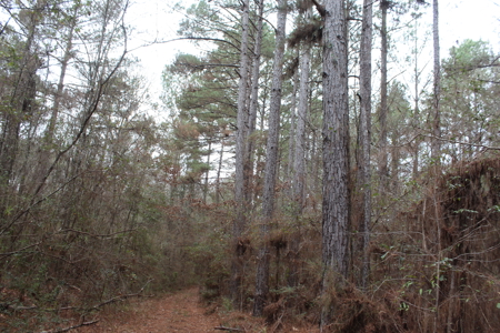 75 Acre Creekfront Property For Sale Lincoln County Mississippi - image 4