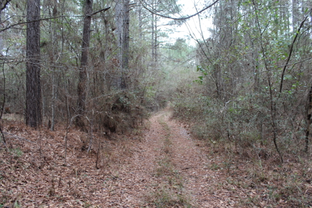 75 Acre Creekfront Property For Sale Lincoln County Mississippi - image 3
