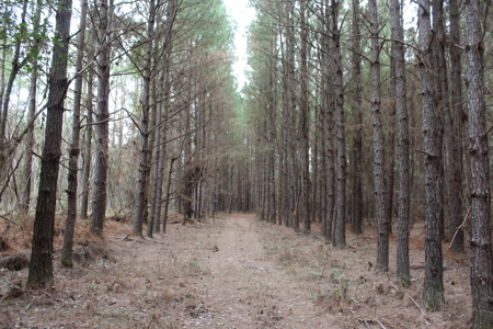 75 Acre Creekfront Property For Sale Lincoln County Mississippi - image 18