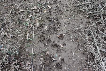 75 Acre Creekfront Property For Sale Lincoln County Mississippi - image 13