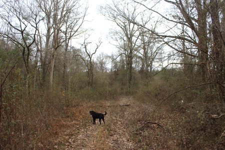 75 Acre Creekfront Property For Sale Lincoln County Mississippi - image 9