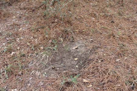 75 Acre Creekfront Property For Sale Lincoln County Mississippi - image 19