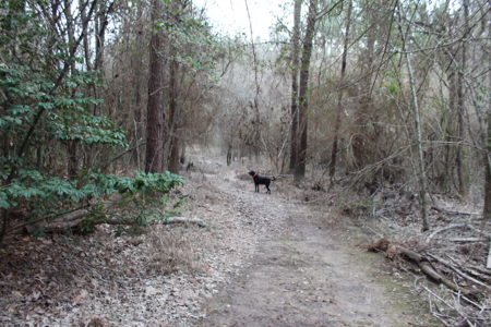 75 Acre Creekfront Property For Sale Lincoln County Mississippi - image 15