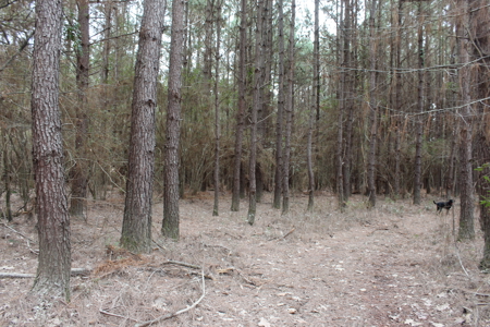 75 Acre Creekfront Property For Sale Lincoln County Mississippi - image 16