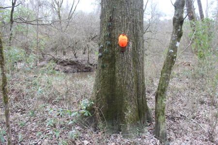 75 Acre Creekfront Property For Sale Lincoln County Mississippi - image 1