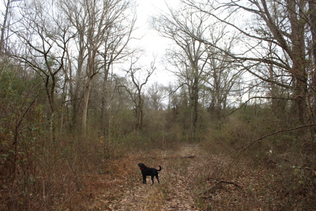 75 Acre Creekfront Property For Sale Lincoln County Mississippi - image 10