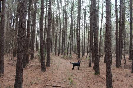 75 Acre Creekfront Property For Sale Lincoln County Mississippi - image 17