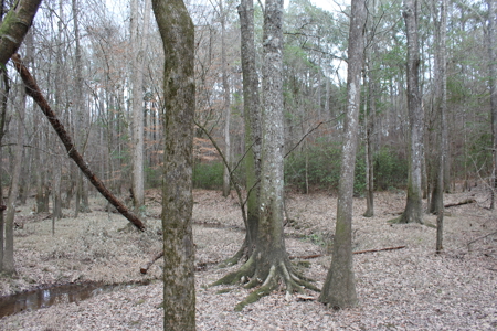 75 Acre Creekfront Property For Sale Lincoln County Mississippi - image 25