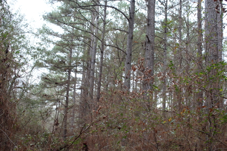 75 Acre Creekfront Property For Sale Lincoln County Mississippi - image 5