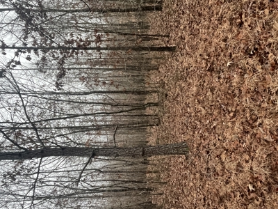 80± Acres with 1,680 Ft of Hwy 64 Frontage in Wayne County, TN. - image 25