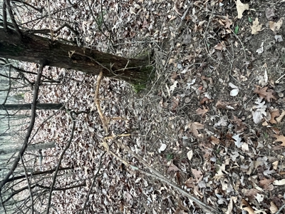 80± Acres with 1,680 Ft of Hwy 64 Frontage in Wayne County, TN. - image 26