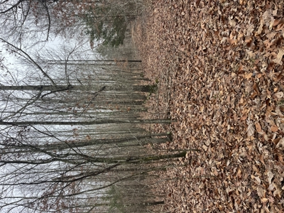 80± Acres with 1,680 Ft of Hwy 64 Frontage in Wayne County, TN. - image 18