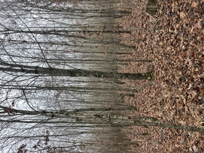 80± Acres with 1,680 Ft of Hwy 64 Frontage in Wayne County, TN. - image 17