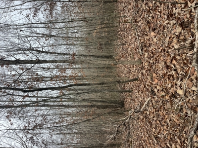 80± Acres with 1,680 Ft of Hwy 64 Frontage in Wayne County, TN. - image 19