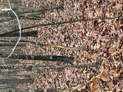 80± Acres with 1,680 Ft of Hwy 64 Frontage in Wayne County, TN. - image 22