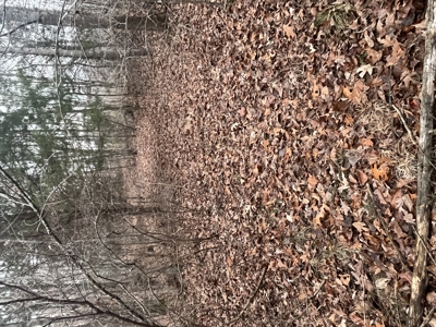 80± Acres with 1,680 Ft of Hwy 64 Frontage in Wayne County, TN. - image 27