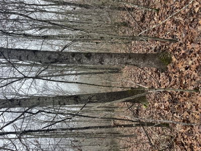 80± Acres with 1,680 Ft of Hwy 64 Frontage in Wayne County, TN. - image 20