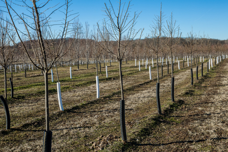 117 Acres with Established Tree Farm for sale - Trenton MO - image 25