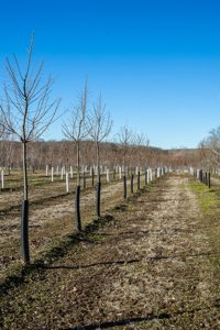 117 Acres with Established Tree Farm for sale - Trenton MO - image 24