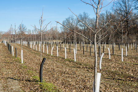 117 Acres with Established Tree Farm for sale - Trenton MO - image 23