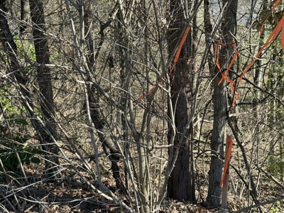 Property #3 Lot #6: Land on Rainbow Dr - image 8