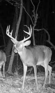 116 Acres with 1600 sq ft Cabin in Yazoo County - image 42