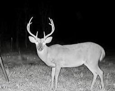 116 Acres with 1600 sq ft Cabin in Yazoo County - image 36