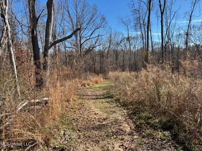 116 Acres with 1600 sq ft Cabin in Yazoo County - image 23