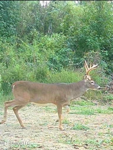 116 Acres with 1600 sq ft Cabin in Yazoo County - image 47