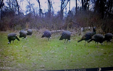 116 Acres with 1600 sq ft Cabin in Yazoo County - image 41