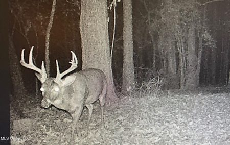 116 Acres with 1600 sq ft Cabin in Yazoo County - image 46