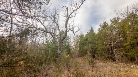 Land for sale in the Missouri Ozarks | Koshkonong - image 13