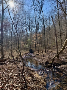 Private 13 Acre Buildable Lot with Spring Fed Creek in Linden, TN - image 1