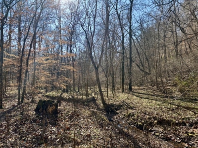 Private 13 Acre Buildable Lot with Spring Fed Creek in Linden, TN - image 7