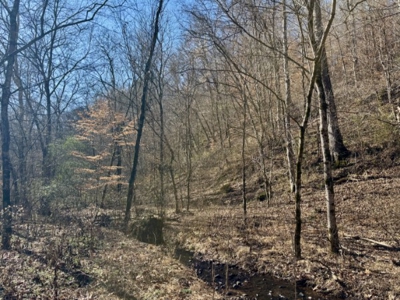 Private 13 Acre Buildable Lot with Spring Fed Creek in Linden, TN - image 2