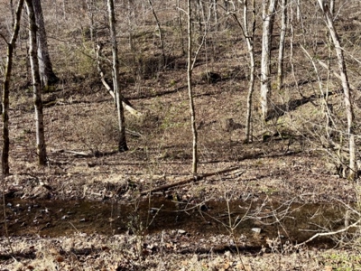 Private 13 Acre Buildable Lot with Spring Fed Creek in Linden, TN - image 5