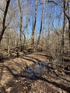 Private 13 Acre Buildable Lot with Spring Fed Creek in Linden, TN - image 3