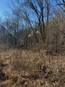 Private 13 Acre Buildable Lot with Spring Fed Creek in Linden, TN - image 4