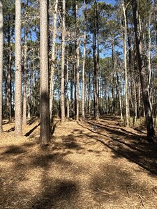 Deep-Water Creekfront Near ICW & Pamlico River - image 8