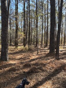 Deep-Water Creekfront Near ICW & Pamlico River - image 5