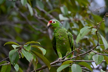 Titled Waterfront Home with Elevated Sea Views and Breezes - image 42